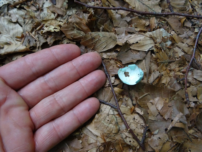 piccolo uovo rotto....a terra (Turdus merula)